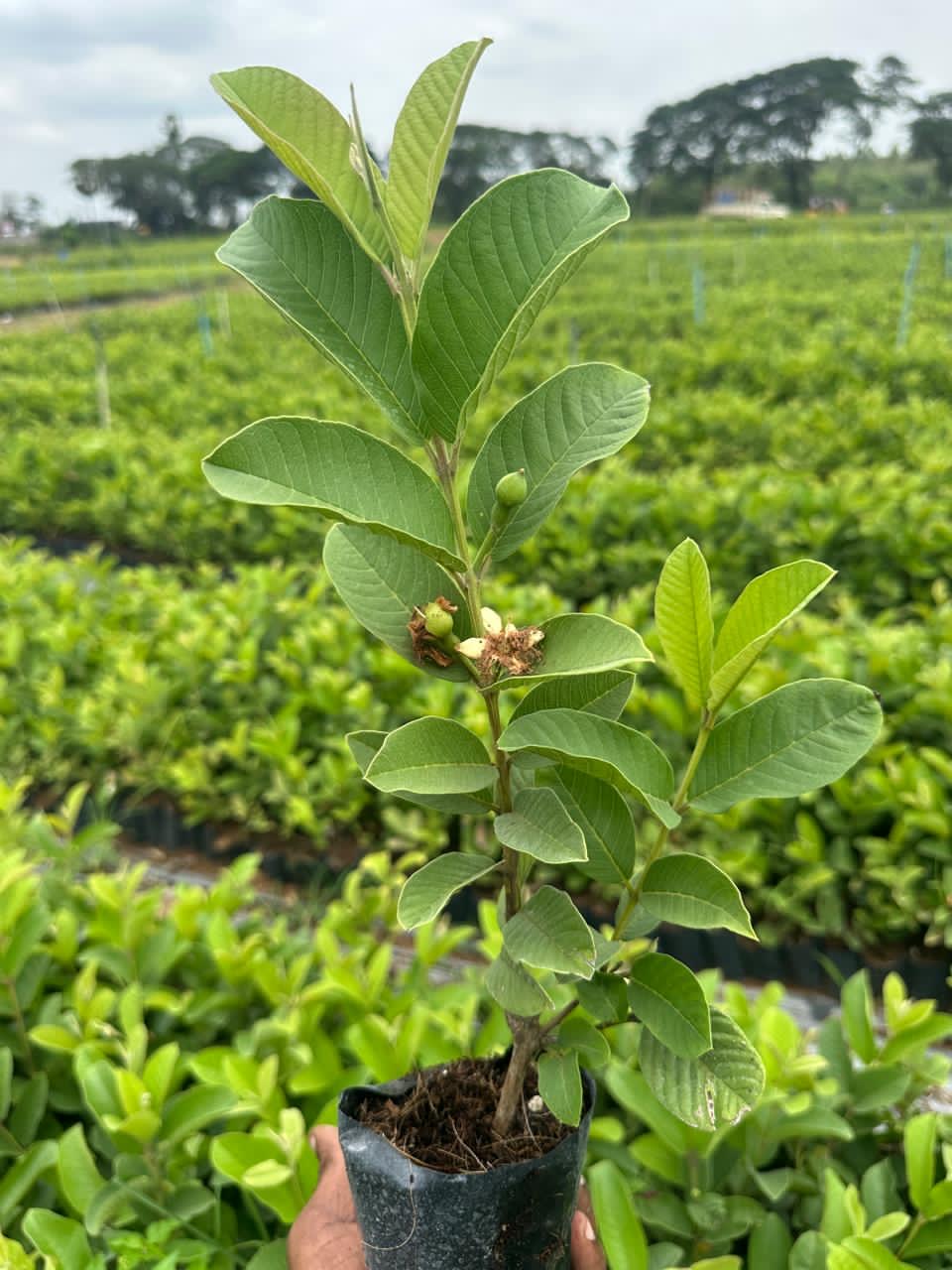 Taiwan Pink Guava Plant (Premium Variety) | High Yield Amrood | Kranti Farming