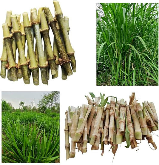 Napier Grass Root / Knots for Plantation | High Yield Fodder Grass 10pcs