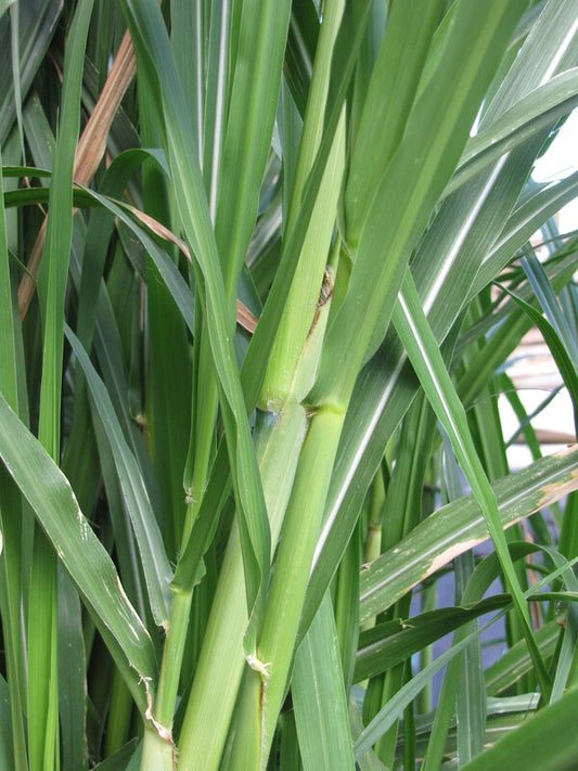 Napier Grass Root / Knots for Plantation | High Yield Fodder Grass 10pcs